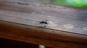 UAU repelente formigas